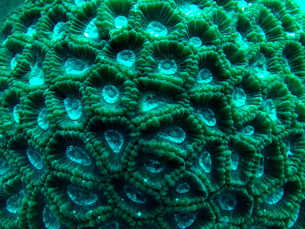 istock Green Favia Brain Coral 1440835003