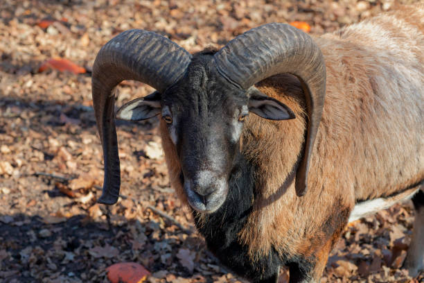 The European mouflon (Ovis orientalis musimon). Male mouflon are known as rams.