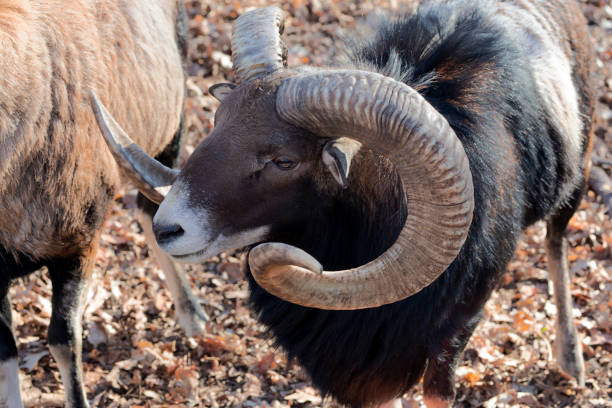 Mouflon ram.