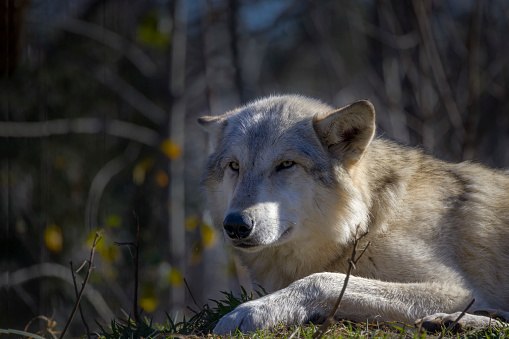 portrait of gray wolfs isolated on white background, animals shot in the wild and cut out on white background