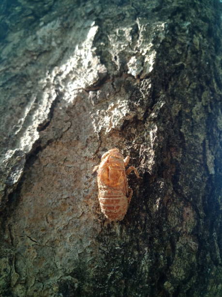 istock Cicadas (cicada) insect skin on the tree at the park 1440837027