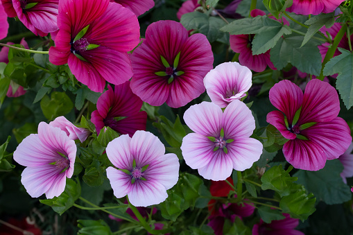 Many bright pink lavatera flowers with lush foliage are growing in the summer garden.