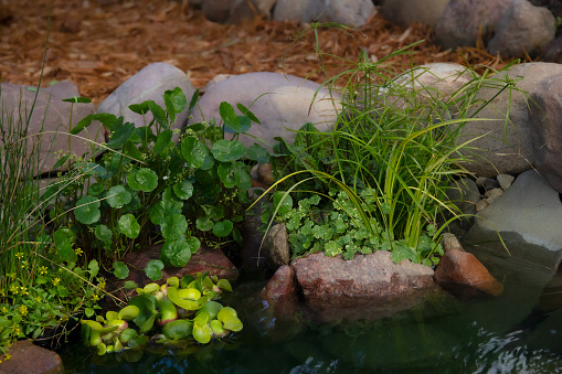 Aquatic plants are growing among rocks in the little pond in the backyard.