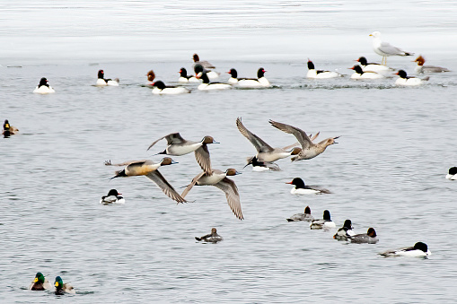 Pintail ducks flying in formation taking off from lake McConaughy near Ogallala, Nebraska in central USA