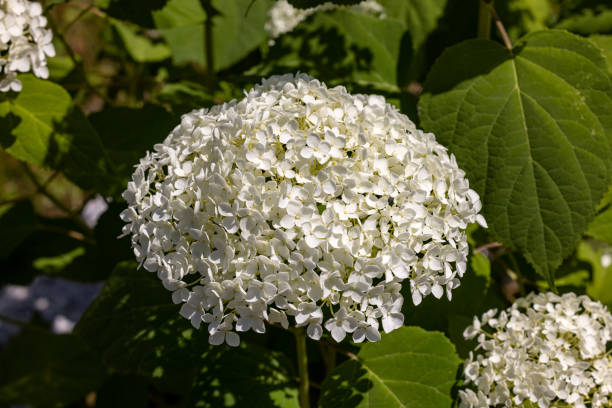 istock closeup  of a beautiful white hydrangea in garden 1440837163