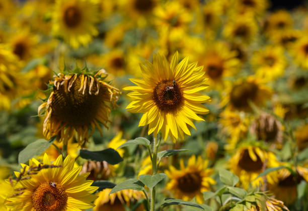 Yellow Sunflowers growing in a field. Natural sunflower background.