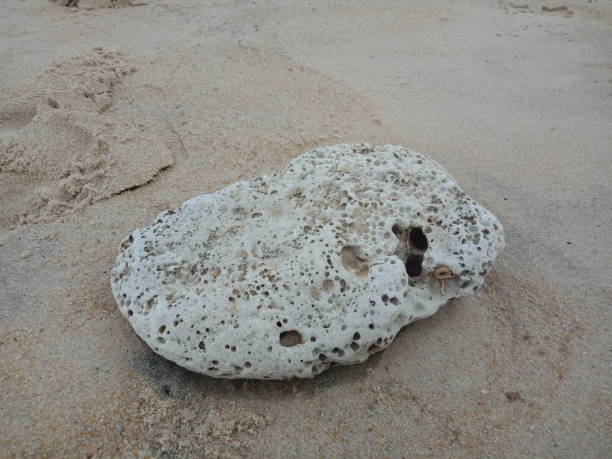 istock rocks by the beach with a sand background 1440838231