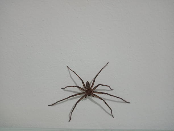 istock Araneus diadematus or spider (laba-laba) with white background 1440839522