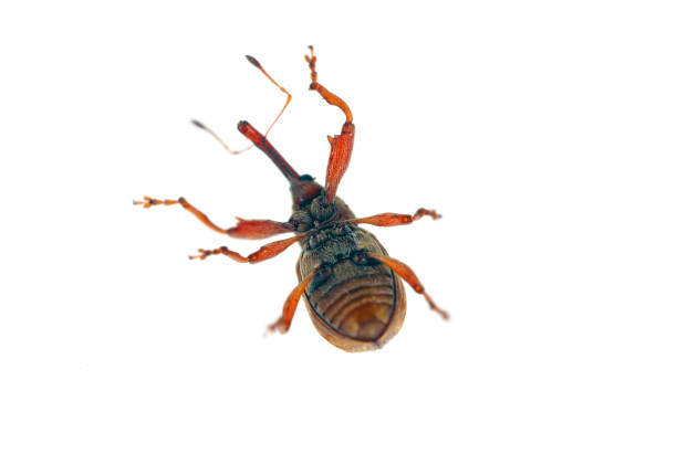 istock Anthonomus rectirostris or cherry weevil, stone fruit weevil is a major pests of cherry trees Prunus avium, cerasus, mahaleb, padus, spinosa. Isolated on white background. 1440839875