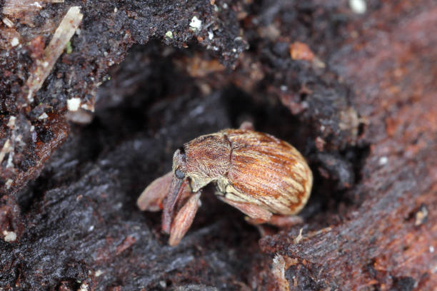 Anthonomus rectirostris or cherry weevil, stone fruit weevil is a major pests of cherry trees Prunus avium, cerasus, mahaleb, padus, spinosa. A beetle overwintering under the bark of a tree. Anthonomus rectirostris or cherry weevil, stone fruit weevil is a major pests of cherry trees Prunus avium, cerasus, mahaleb, padus, spinosa. A beetle overwintering under the bark of a tree. padus avium stock pictures, royalty-free photos & images