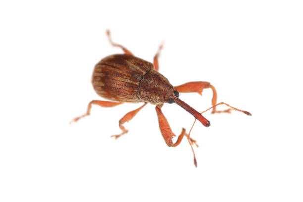 Digital photo of a nut weevil, Curculio nucum on hazelnut. This beetle belongs to the Curculionidae family and is a pest on hazelnuts. 