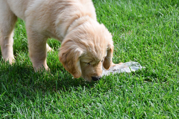 Labrador retriever puppy picking up plastic bottle on green grass, cleaning garbage concept