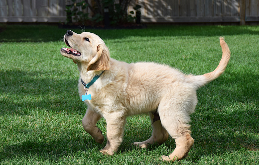 Portrait of golden retriever puppy playing on green lawn in a backyard