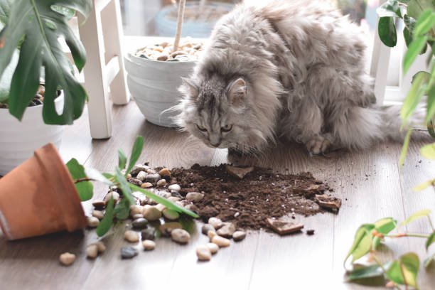 istock Cat is smelling soil from plant pot that fell down on a floor 1440840775