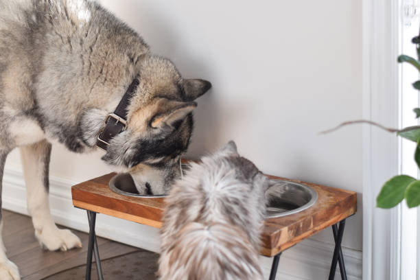 Dog and cat eating and drinking from the same bowl