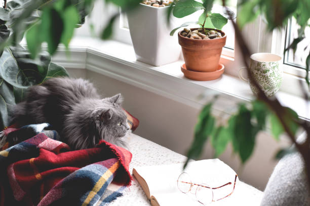 istock Cute cat sitting in cozy reading nook by a window 1440840792