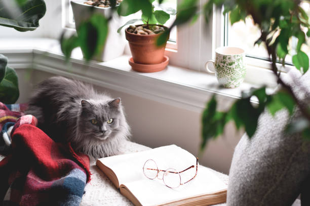 Cute cat sitting in cozy reading nook by a window