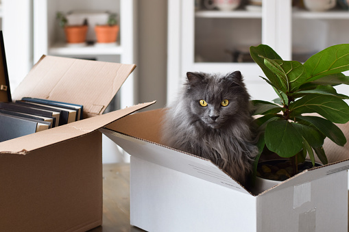 Cute grey cat sitting inside cardboard box packed with personal belongings for moving