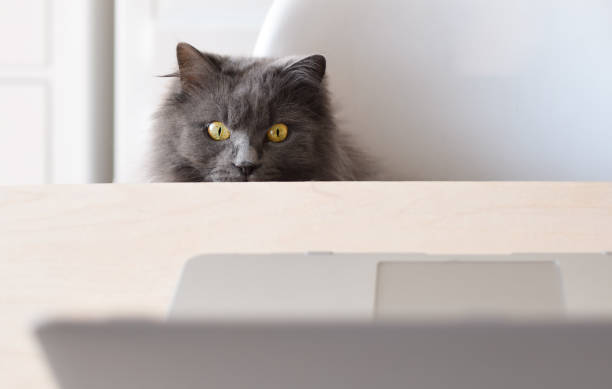 istock Funny cat peaking scared from under a desk at laptop computer screen 1440840815