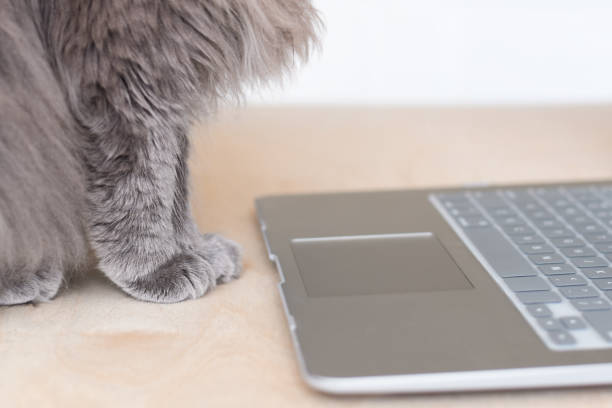 istock Paws of grey cat sitting in front of laptop computer keyboard 1440840835