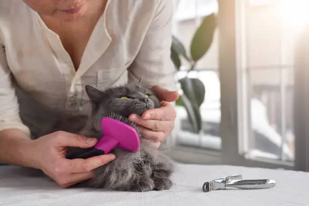 Photo of Woman pet owner brushing grooming grey fluffy longhair cat