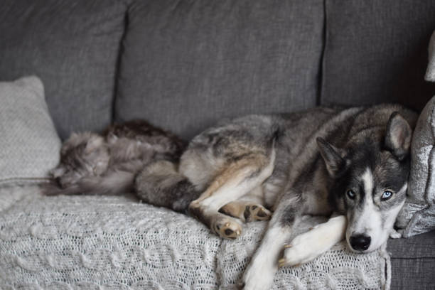 Husky dog and cat relaxing together on couch
