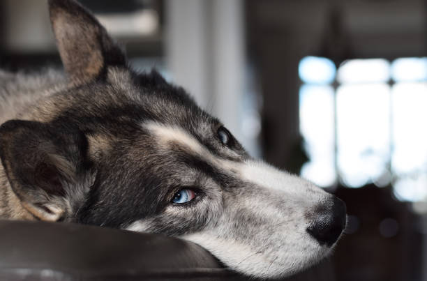 istock Closeup husky dog relaxing on couch 1440840896