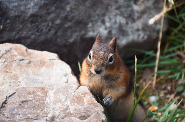 istock Cute little chipmunk looking out from behind a rock 1440840897