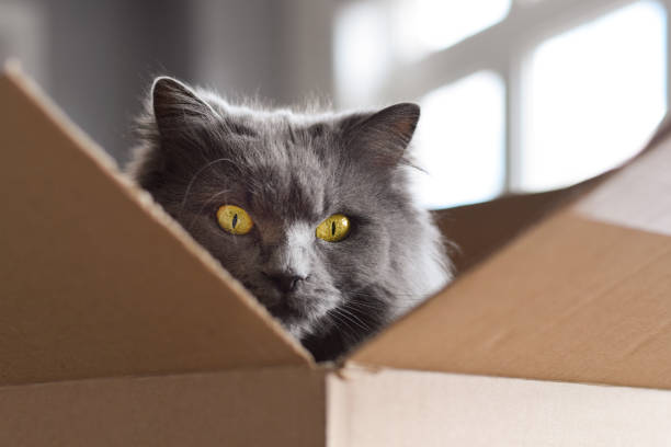 istock Closeup cute fluffy grey cat face sitting inside cardboard box 1440840983