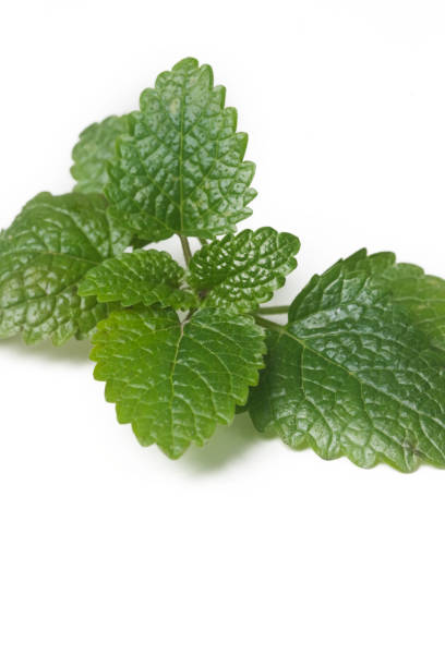 Freshly harvested Lemon balm leaves isolated on white background.