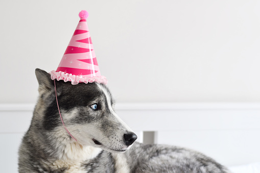 Husky dog in pink birthday party hat lying down in all white room