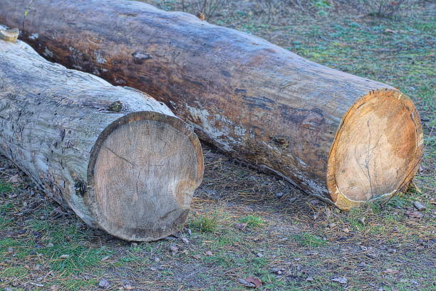 two big gray brown pine logs lie in the green grass in nature