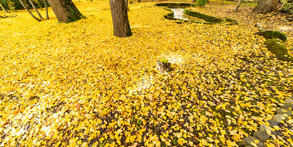 Autumn in Japan in a park with the ground covered with yellow Ginkgo leaves.