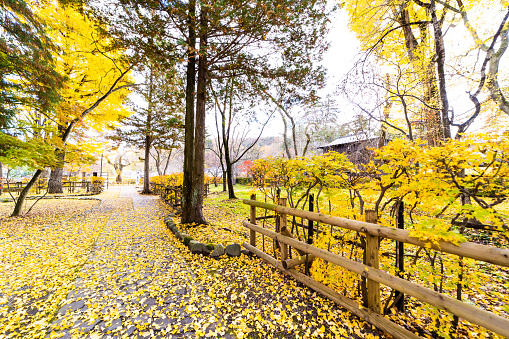 Seoul, South Korea - October 23, 2022: Traditional Korean Wooden Pagoda and Autumn Foliage trees. There are tourists walk and sit around.