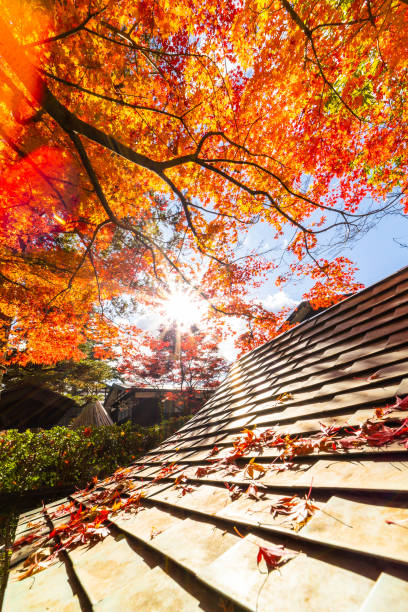 dach im japanischen stil mit roten und orangefarbenen ahornblättern im herbst - tree area japanese fall foliage japanese maple autumn stock-fotos und bilder