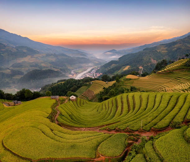 istock Rice fields on terraced prepare the harvest at Northwest Vietnam. 1440850438