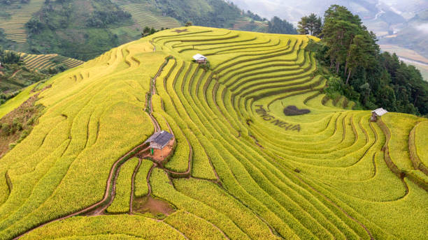 istock Rice fields on terraced prepare the harvest at Northwest Vietnam. 1440850445