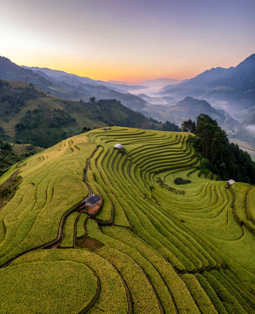 reisfelder auf terrassen bereiten die ernte im nordwesten vietnams vor. - coarse rice stock-fotos und bilder
