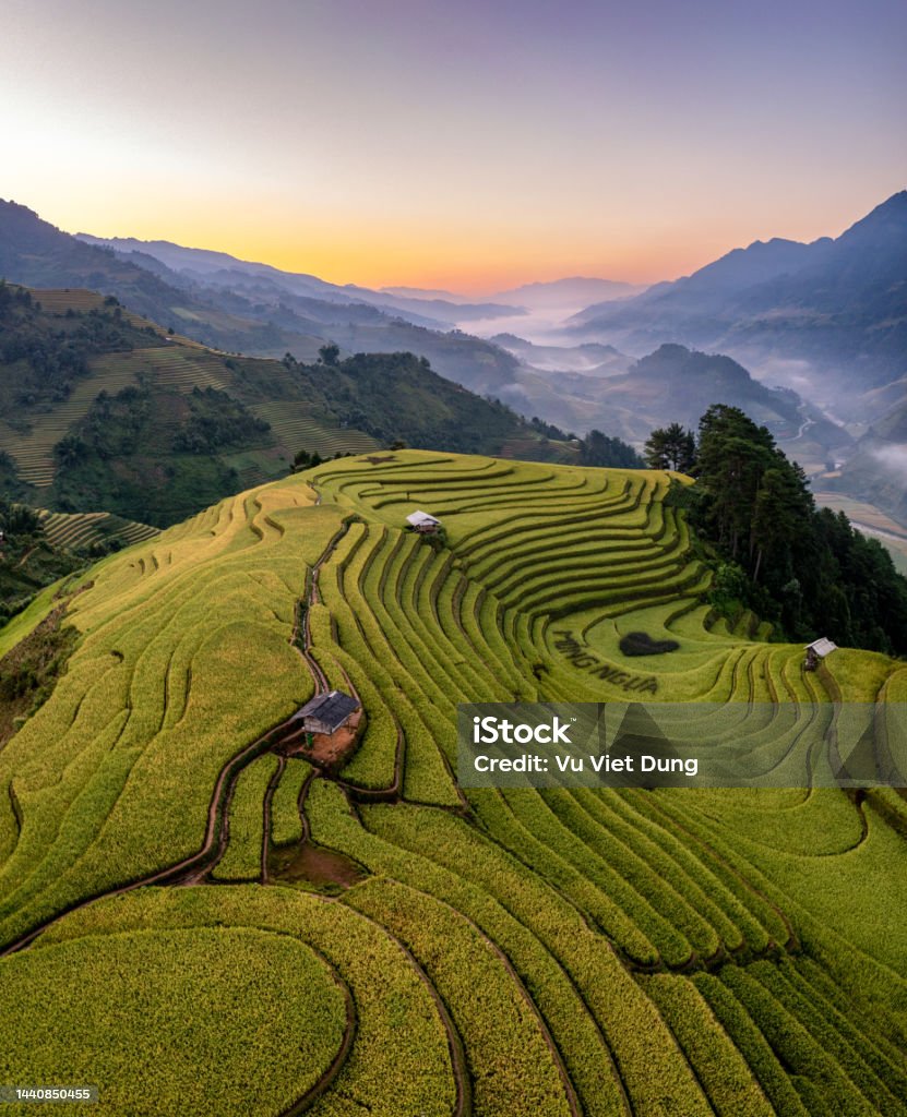 Rice fields on terraced prepare the harvest at Northwest Vietnam. Rice fields on terraced of Mu Cang Chai, YenBai, Vietnam. Rice fields prepare the harvest at Northwest Vietnam. Vietnam Stock Photo