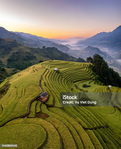 Rice Fields On Terraced Prepare The Harvest At Northwest Vietnam Stock Photo - Download Image Now