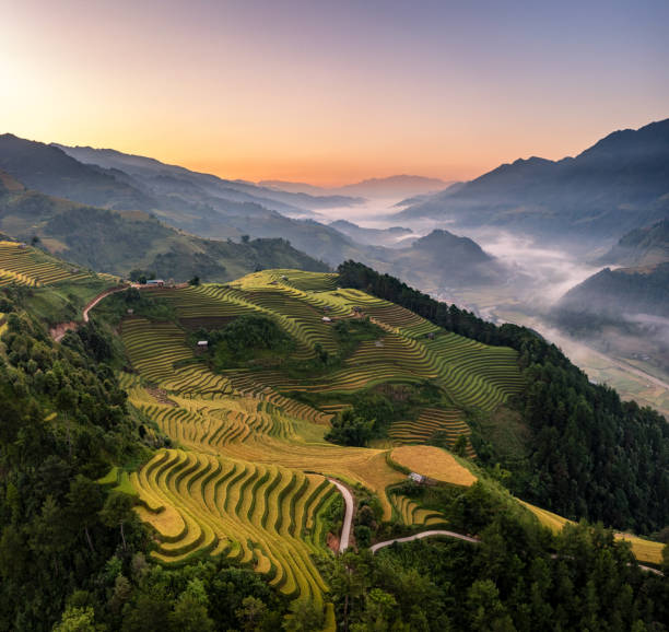 istock Rice fields on terraced prepare the harvest at Northwest Vietnam. 1440850494