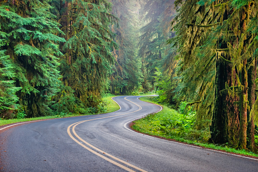 Winding Sol Duc Road in Olympic National Park, Washington state, USA.