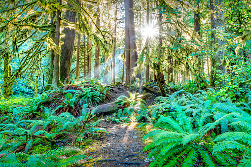 Trail with lush ferns at Lake Crescent in Olympic National Park, Washington state, USA