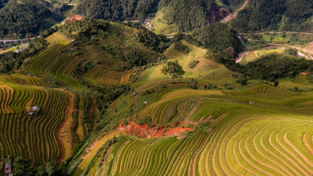 istock Rice fields on terraced prepare the harvest at Northwest Vietnam. 1440851225