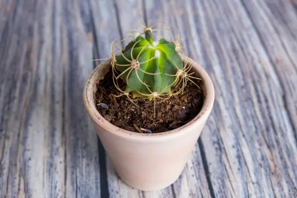 Cactus in a vase isolated on wood