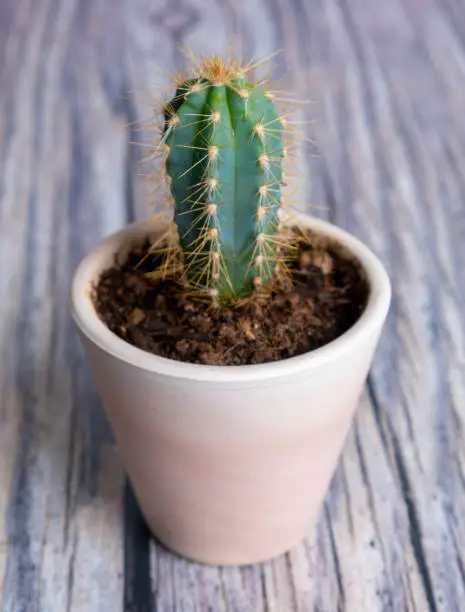 Cactus in a vase isolated on wood