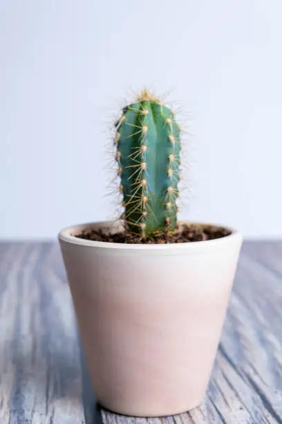 Cactus in a vase isolated on wood and white background