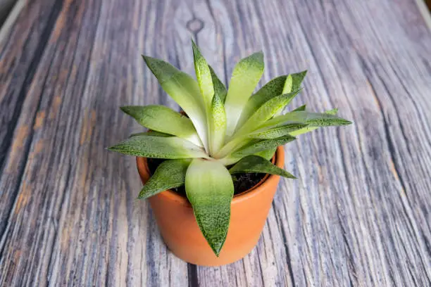 Cactus in a vase isolated on wood