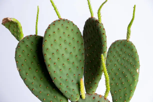 Detail of opuntia cactus potted plant. Succulent plant in pot on table. Cactus lover