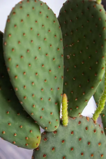 Detail of opuntia cactus potted plant. Succulent plant in pot on table. Cactus lover